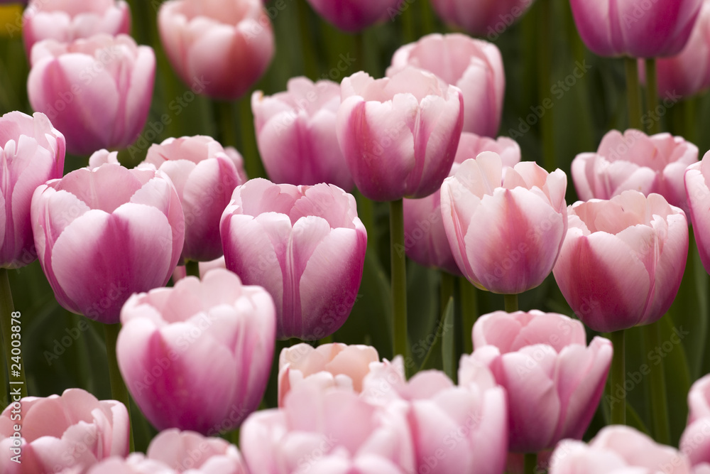 Fields of tulips Fields of tulips