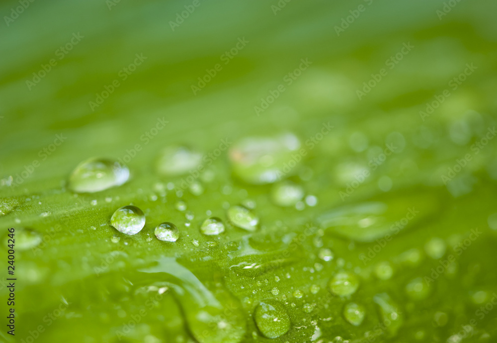 Hoja verde con gotas de agua