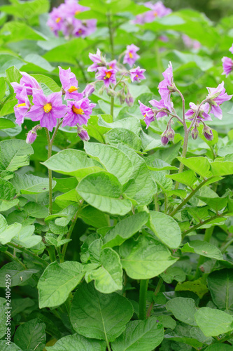 Bilde på lerret Blossoming potato