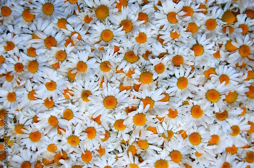 Kwiaty rumianku photo