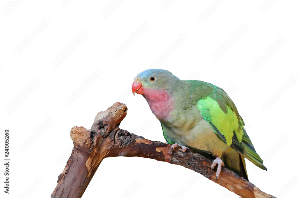 Lovebird with pink and green feathers isolated