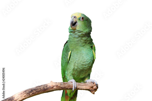 Parrot or macaw with green and yellow feathers isolated