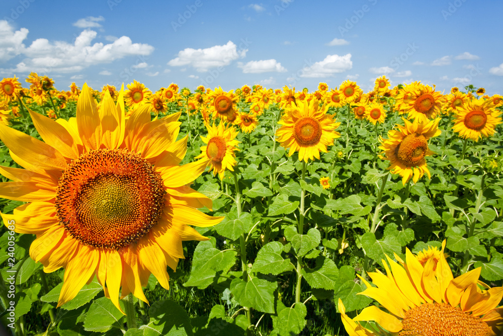 Obraz premium sunflowers under the blue sky. beautiful rural scene