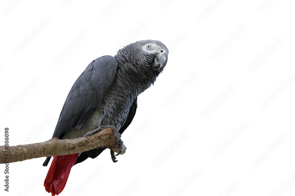 African gray parrot tropical bird looking curious African gray parrot tropical bird looking curious