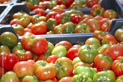 tomatoes in market raff tomato vegetable photo