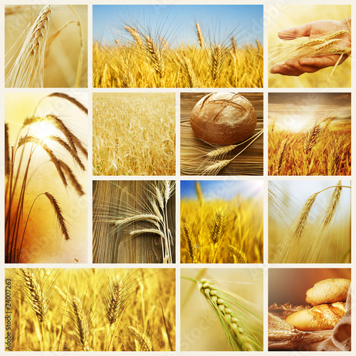 Wheat.Harvest concepts.Cereal collage