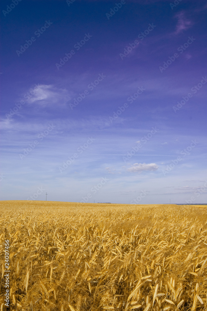 Naklejka premium Summer landscape.