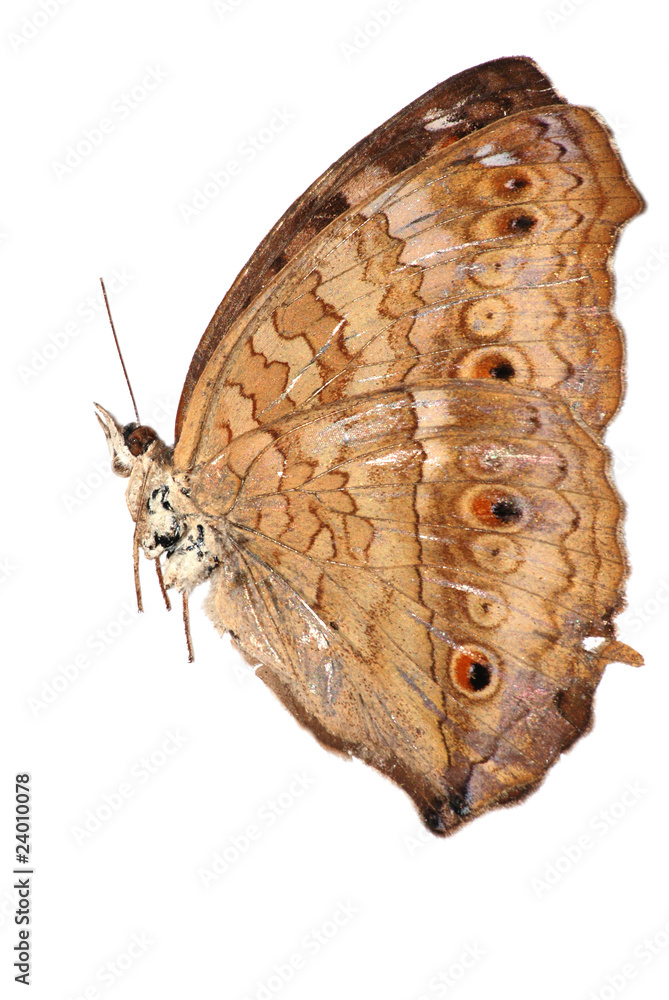 Fototapeta premium butterfly