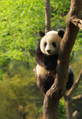 Fotobehang Panda Schattig pandajong in groene omgeving  © Anatoly Kolodey
