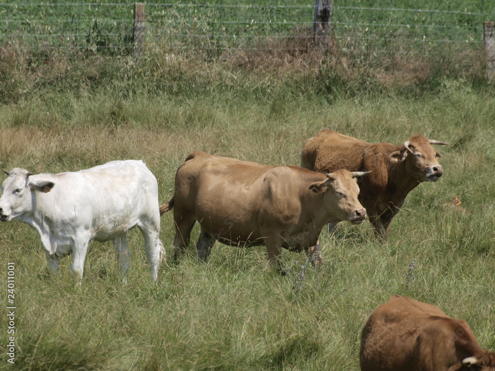 Vacas en Fuentesauco (Zamora)