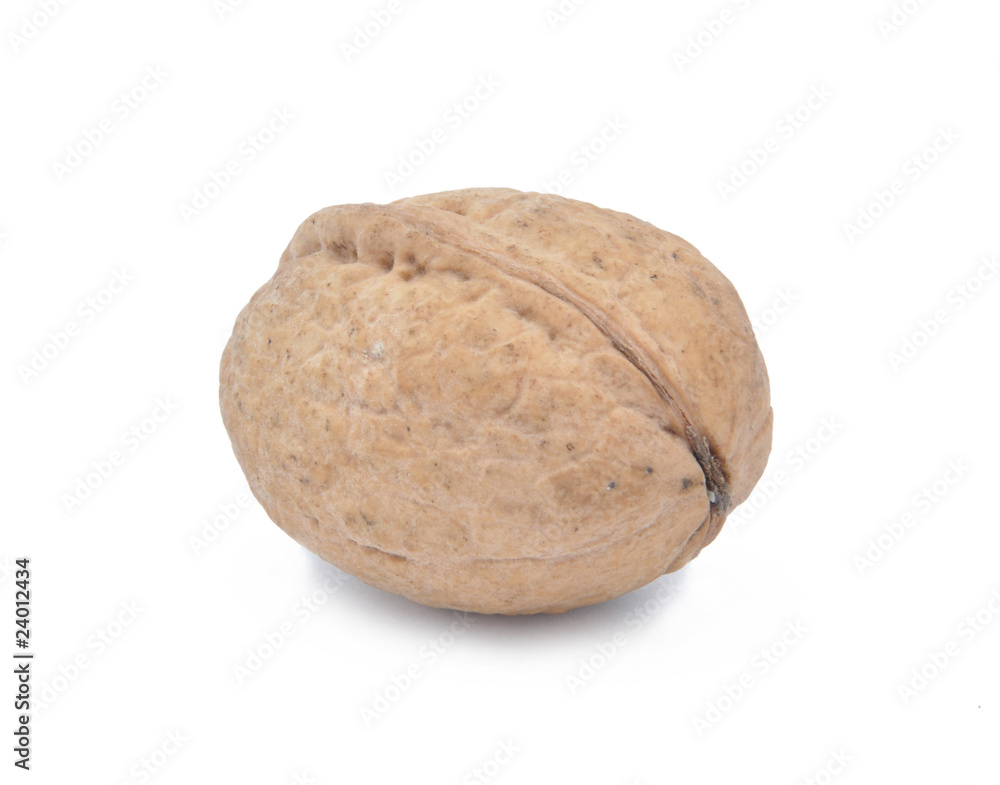 Walnut Walnut