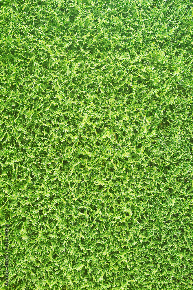 Hecke, Thujahecke Hecke, Thujahecke