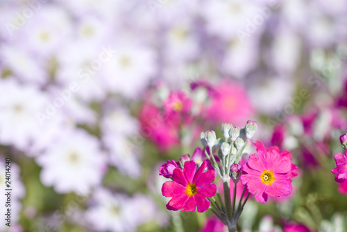 プリムラの花 © varts