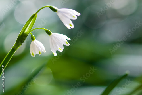 スノーフレークの花 © varts