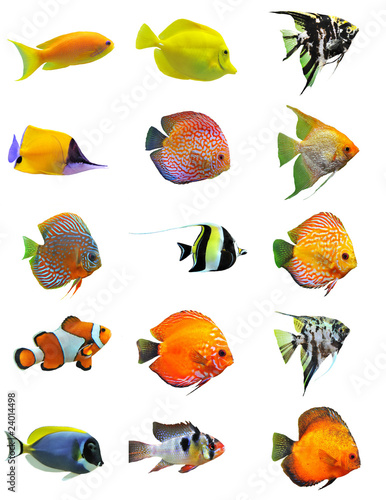 fishes photo