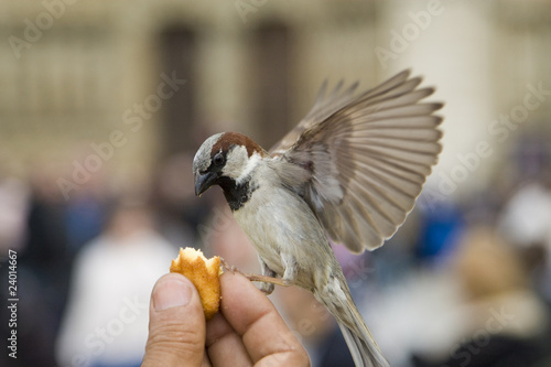 Sparrows Eating