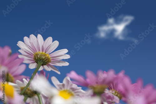 pink daisys