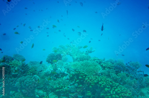 Astonishing undersea world of Red Sea. © Ivan Gulei