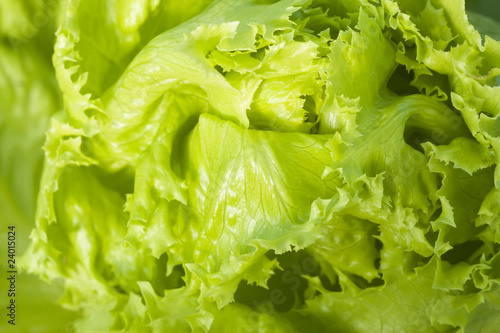 texture of lettuce