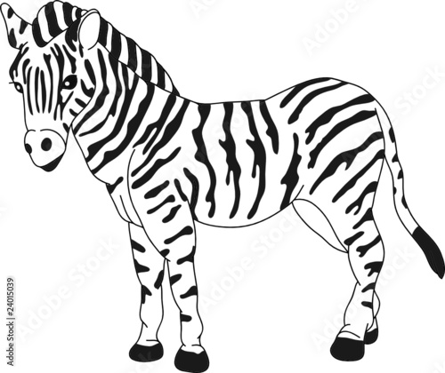 vector - zebra standing isolated on background