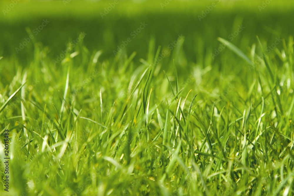 closeup of green grass closeup of green grass