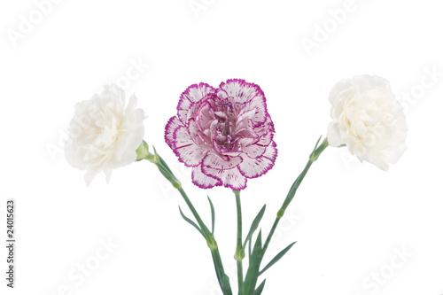 white and pink blooming carnation flowers
