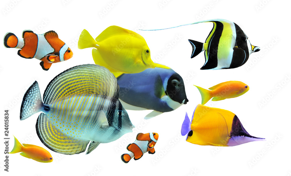 Obraz premium group of fishes