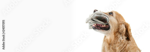 golden retriever avec un journal