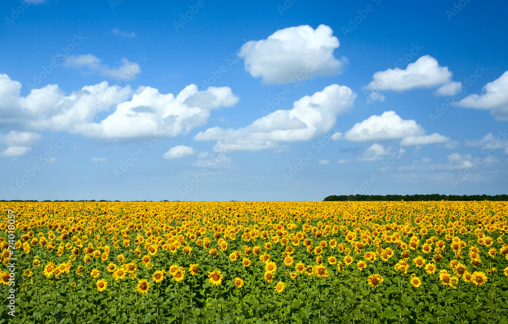 sunflowers under the blue sky. beautiful rural scene