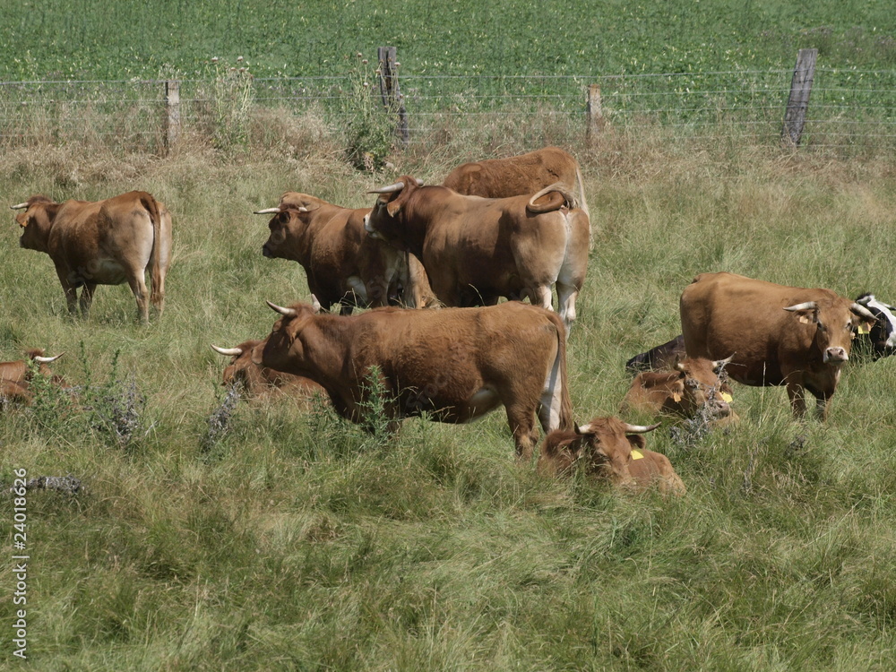 Vacas en Fuentesauco (Zamora)