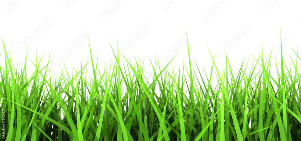 Fototapeta premium Green Grass On White Background