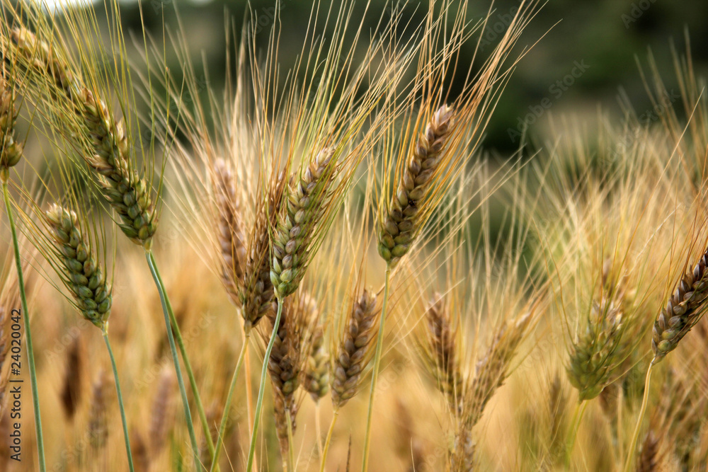 wheat wheat