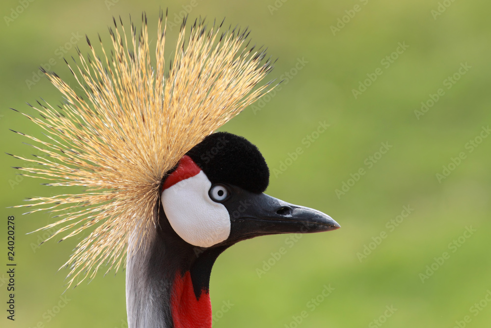Fototapeta premium a portrait of the african crowned crane
