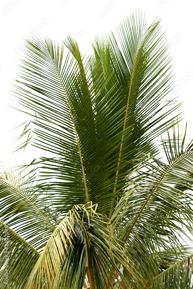 cime cocotier, fond blanc