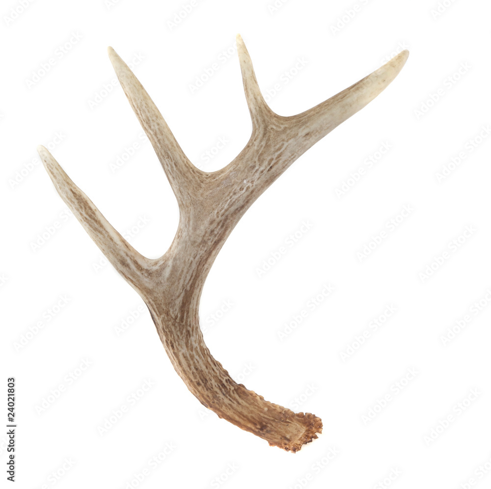 Fototapeta premium Side View of Whitetail Deer Antlers