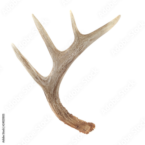 Side View of Whitetail Deer Antlers