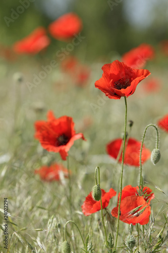 red poppies on the field