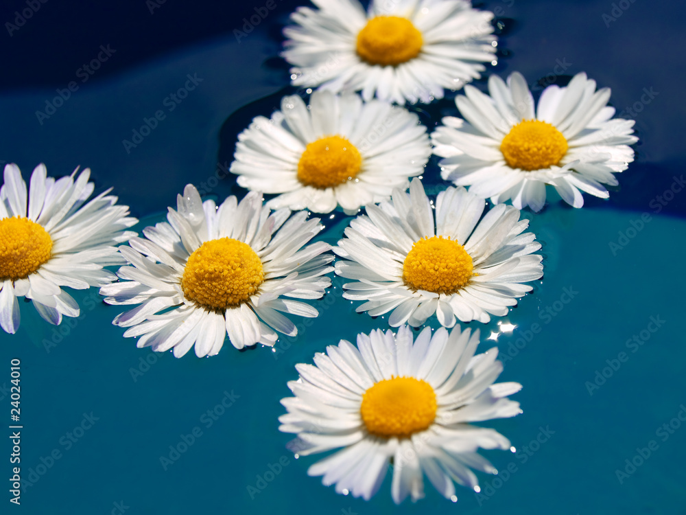 Fototapeta premium Daisies in water