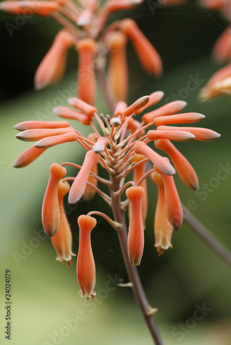 Blütenstand einer Gasteria