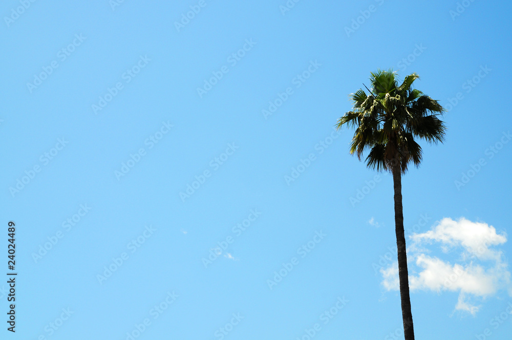 Fototapeta premium Palme und blauer Himmel