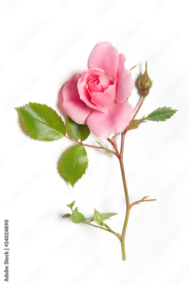 Obraz premium Pink rose