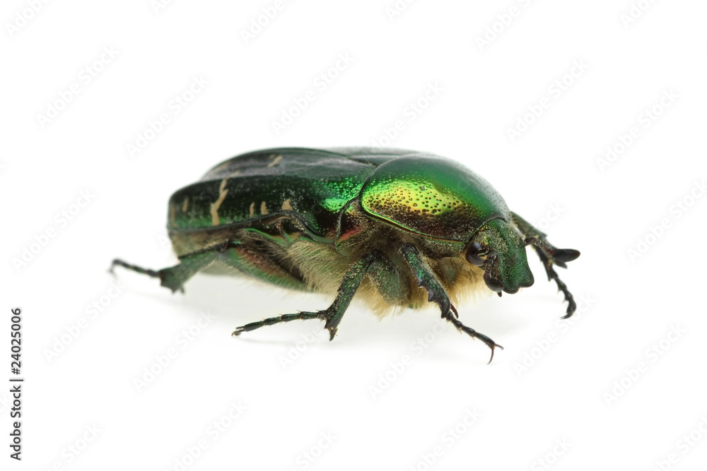 Flower chafer (rose chafer, Cetonia aurata) beetle Flower chafer (rose chafer, Cetonia aurata) beetle