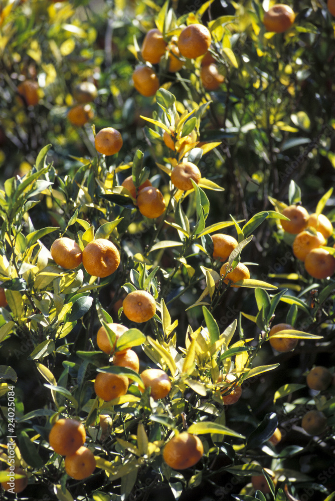 clémentines dans l'arbre