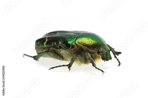 Valokuva Flower chafer (rose chafer, Cetonia aurata) beetle