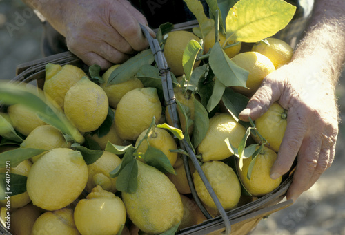 Foto panier de citrons jaunes