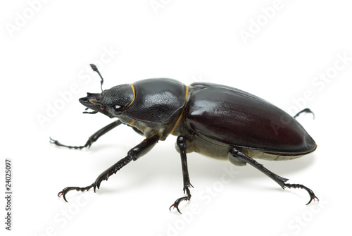 Crawling  female stag beetle (Lucanus cervus)
