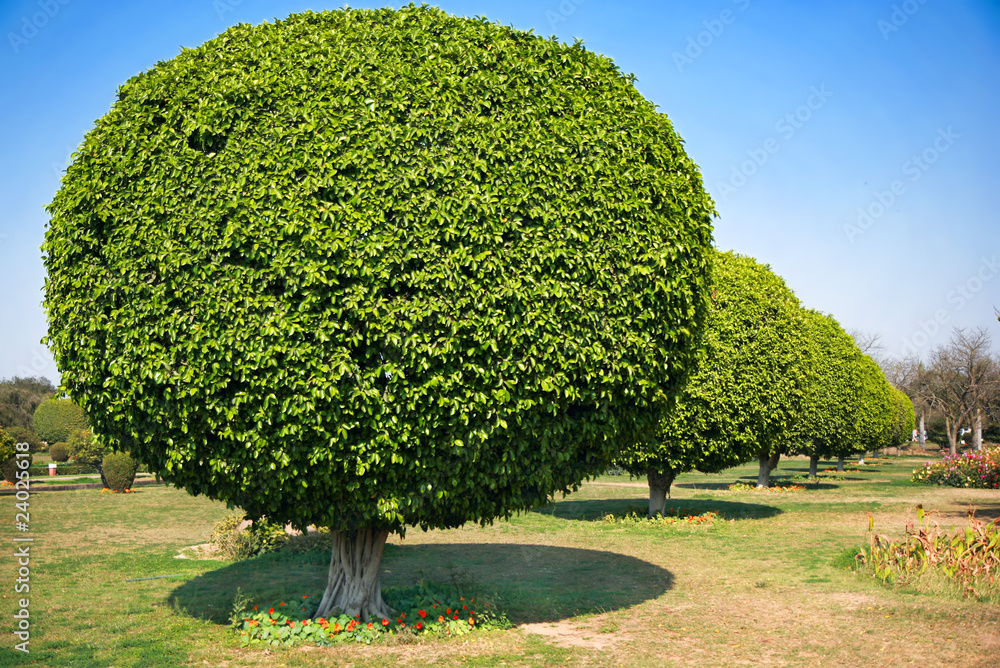 Ball shaped trees, New Delhi