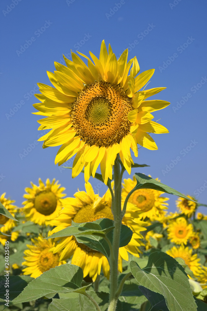 sunflower against bright blue summer sky