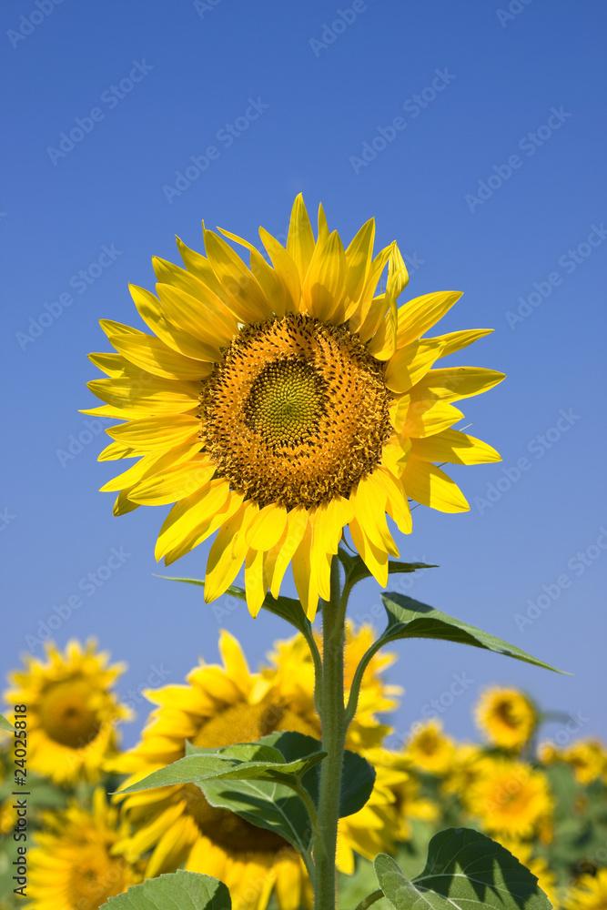 sunflower against bright blue summer sky
