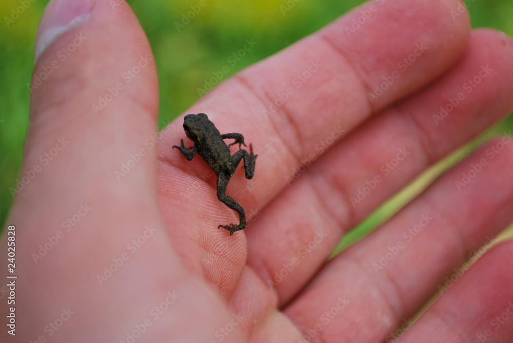 Tiny froglet